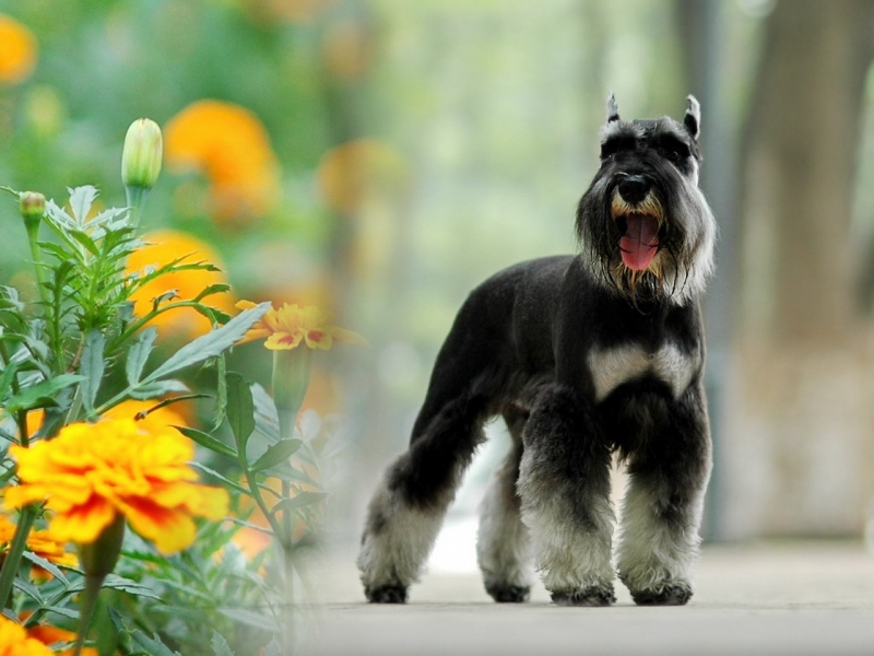 雪纳瑞的性格怎么样