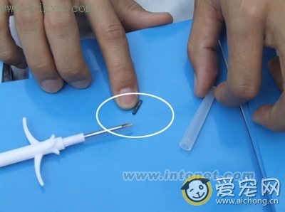 狗狗植入芯片有什么用