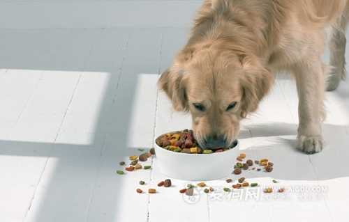 狗狗每天所需要的能量是多少