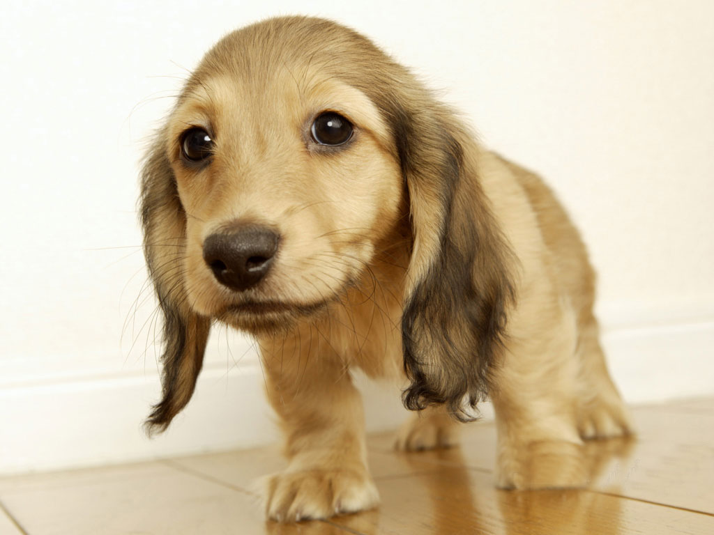 如何挑选纯种可卡犬