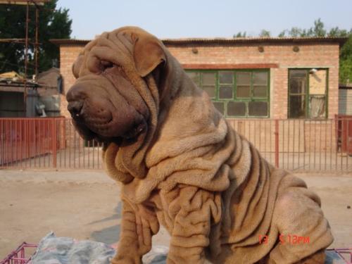 沙皮狗的外形介绍及其外形特征