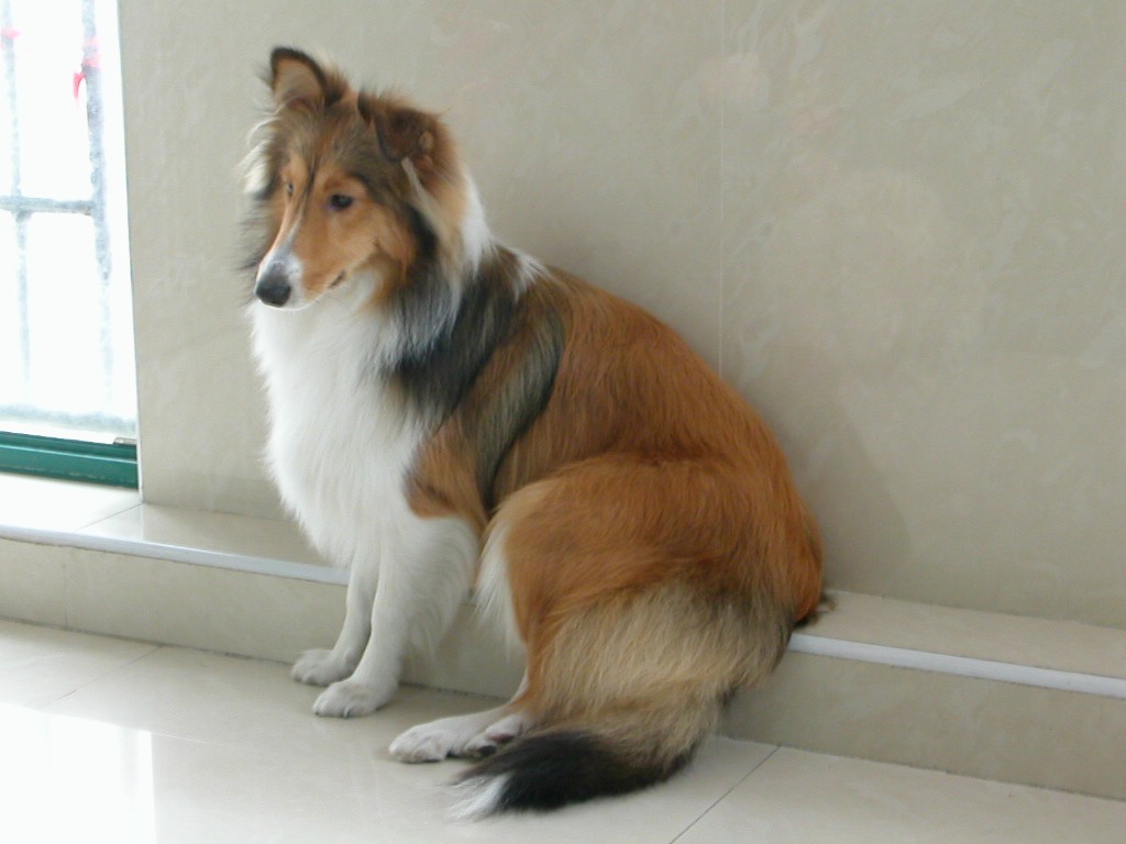 喜乐蒂狗粮喂养注意事项