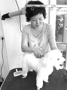 爱宠一族推进宠物美容spa行业发展