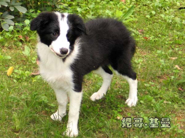 饲养边境牧羊犬的四个重要条件