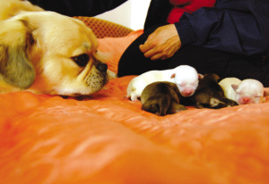 产后哺乳期间如何护理宠物犬