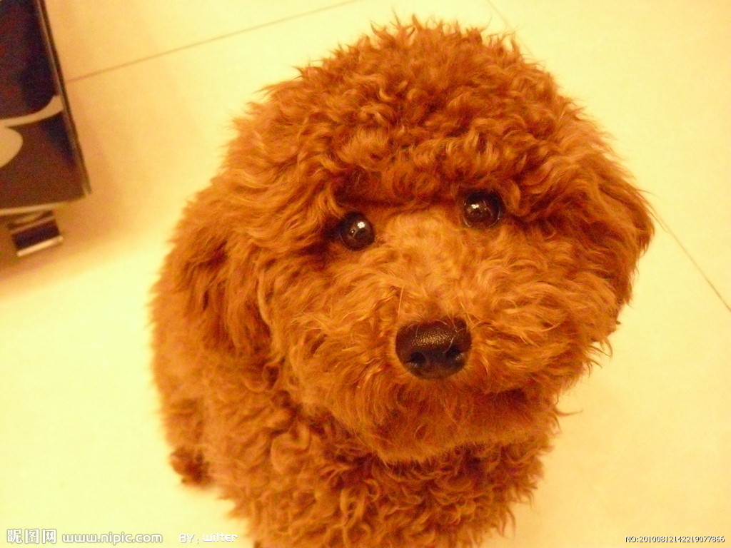 贵宾剃毛防暑易引发皮肤病