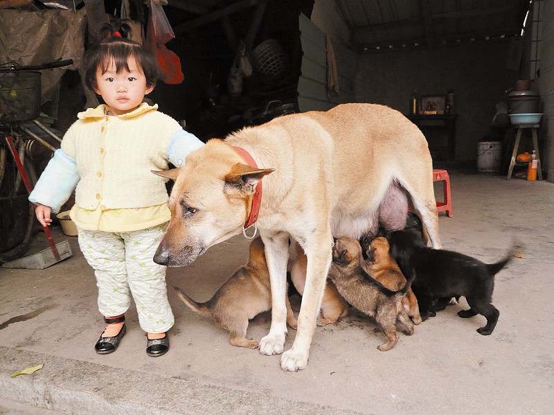 宠物犬产后易发哪些疾病