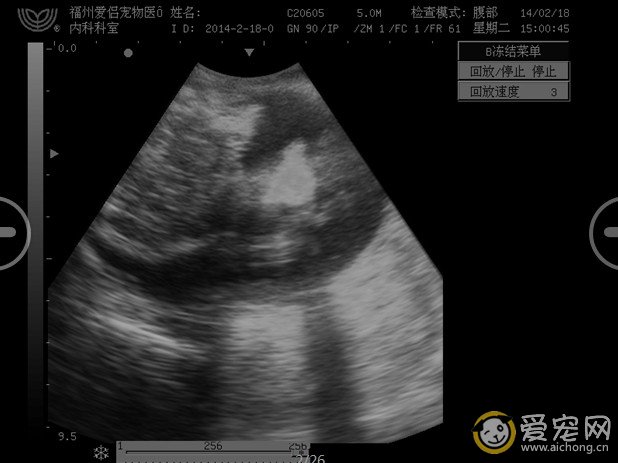 家长要注意 狗难产的严重后果