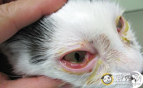 猫结膜炎的症状及治疗方法