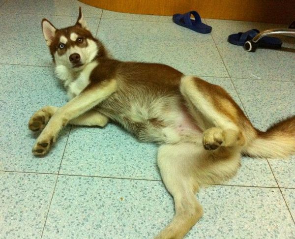 你相信吗 狗狗也用表情交流