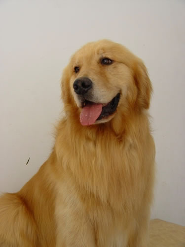 教你怎么帮金毛狗剪毛_给金毛剪毛方法