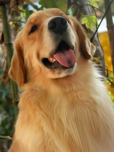 怎么训练金毛犬大小便_金毛定点大小便训练视频