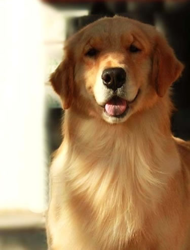 金毛犬吃什么狗粮好_小金毛喂什么狗粮好