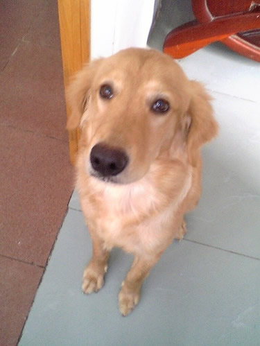 狗狗为什么不能吃葡萄_狗狗吃葡萄会怎么样