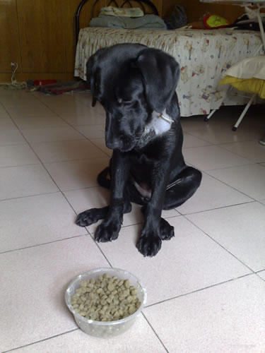 金毛幼犬吃什么狗粮好_小金毛狗粮