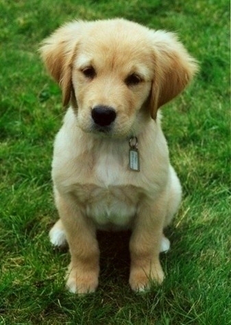 教你如何挑选金毛犬幼犬,怎样挑选纯种金毛