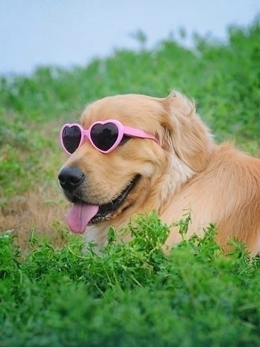 金毛犬标准身高和体重表