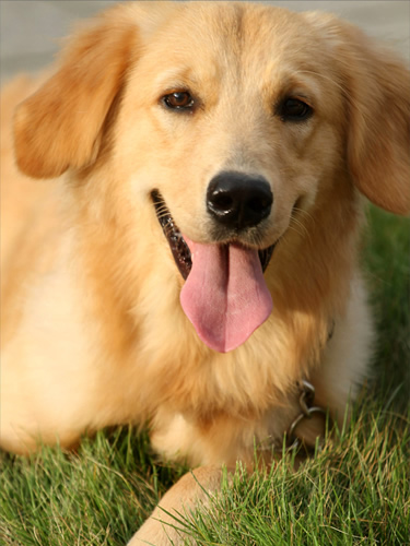 公母金毛多大可以配种,金毛什么时候配种