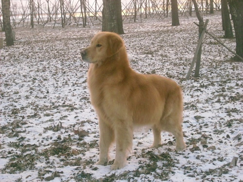 金毛最佳配种时间分析,金毛几个月适合配种