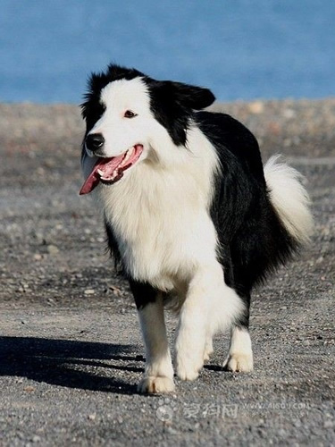 盘点狗狗智商排行榜,世界犬类智商排名