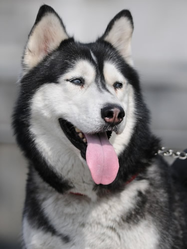 五个方面详解哈士奇好养吗