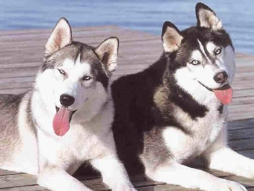 详解哈士奇的性格特点