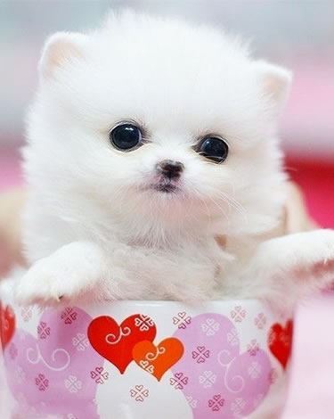 分析狗狗走失的原因有哪些