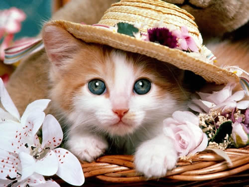 如何训练纠正小猫的不良行为