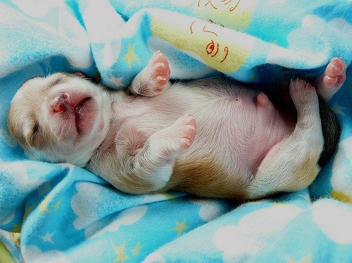 宠物临产需要哪些生产工具