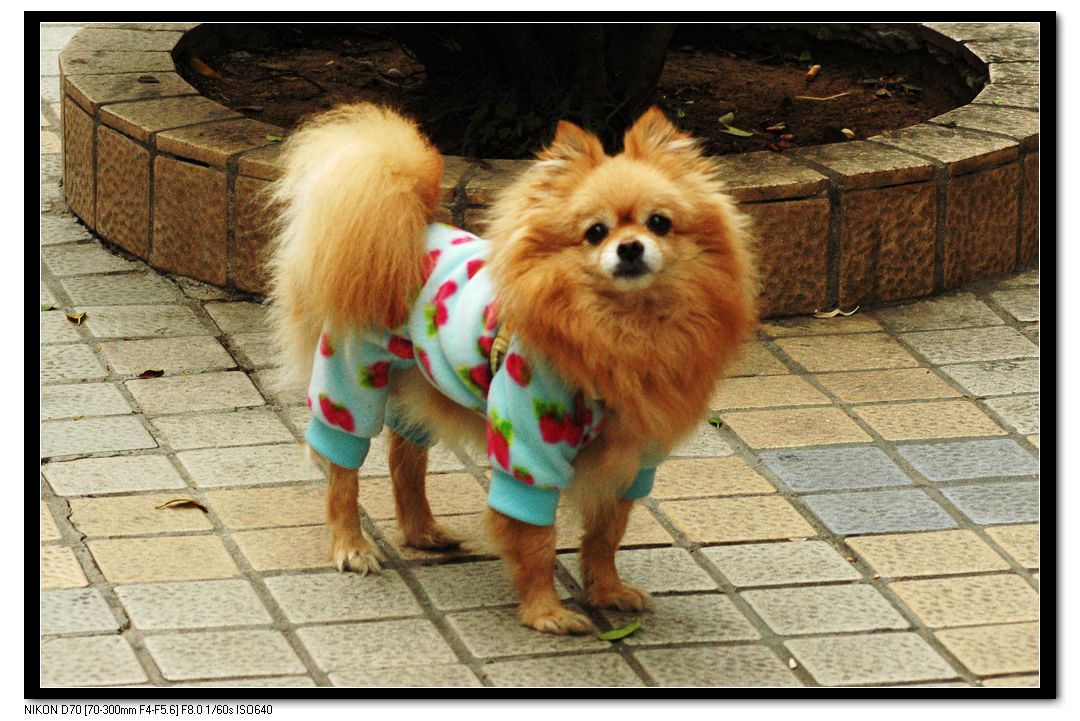 预防狗狗腹泻拉稀的方法