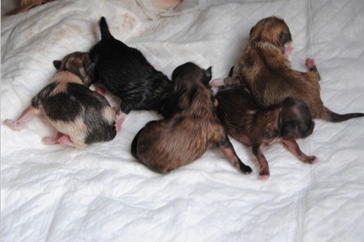 宠物犬分娩时该注意什么