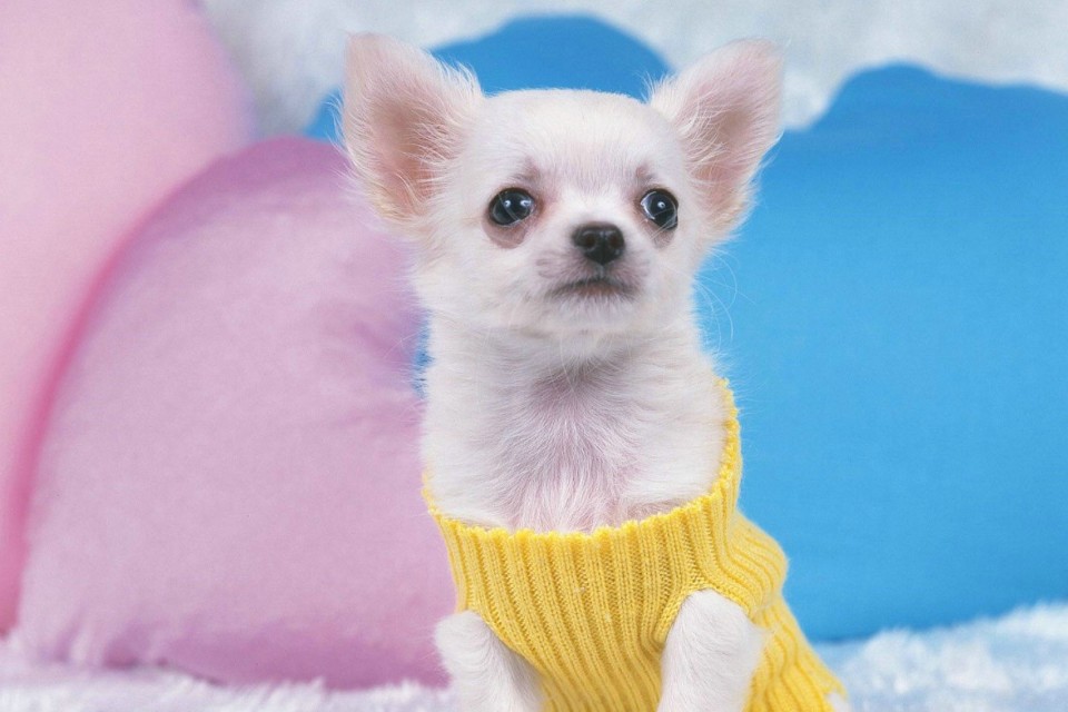 怎样给狗狗裁剪衣服