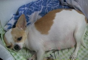 母犬生产的全过程是怎样的