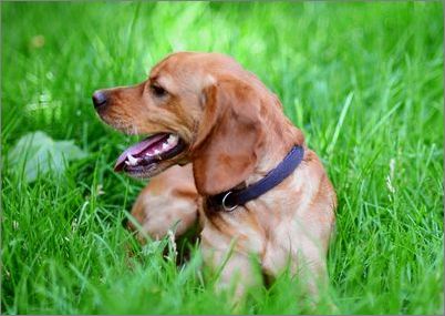 狗狗不同于人的消化特征