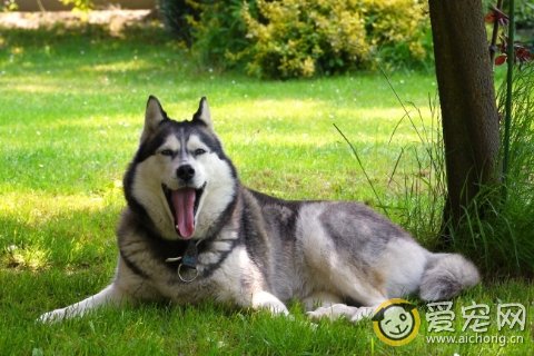 哈士奇产前的征兆