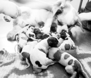 宠物犬生产过程中会遇到哪些问题