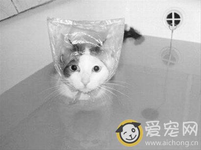 让猫咪乖乖爱上洗澡