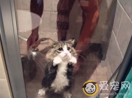 太萌了吧,洗澡吧,喵星人