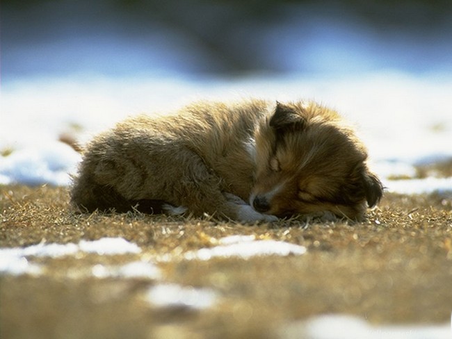 刚养的小狗需要注意什么