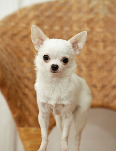 吉娃娃的性格特点是什么