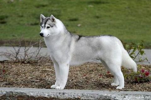 狗狗出门喜欢乱吃东西怎么办