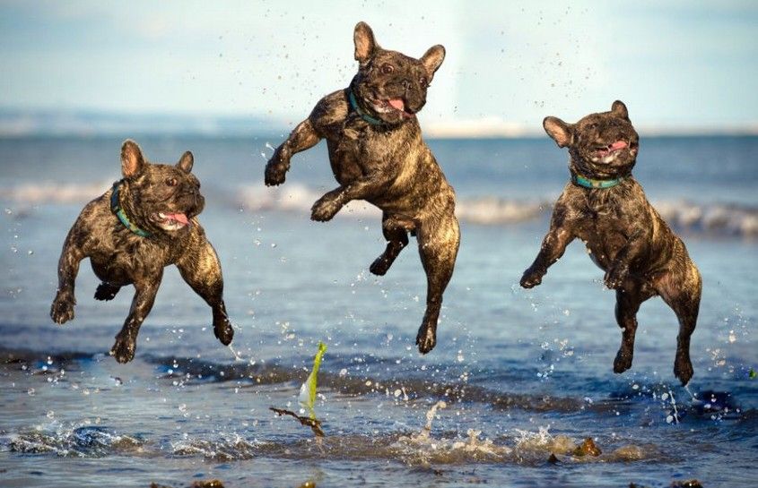 如何训练狗狗跳跃障碍物