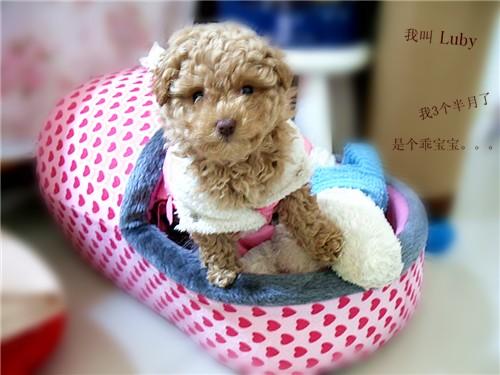 狗狗的身体特征对食物的要求