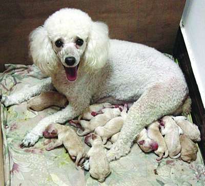 狗狗怀孕期间该怎么照顾