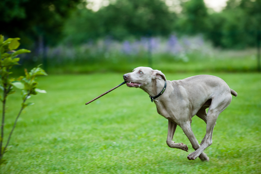 狗狗拉肚子是什么原因