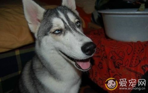 养哈士奇好吗?养哈士奇的好处