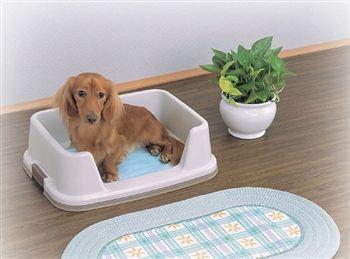 如何训练狗狗大小便