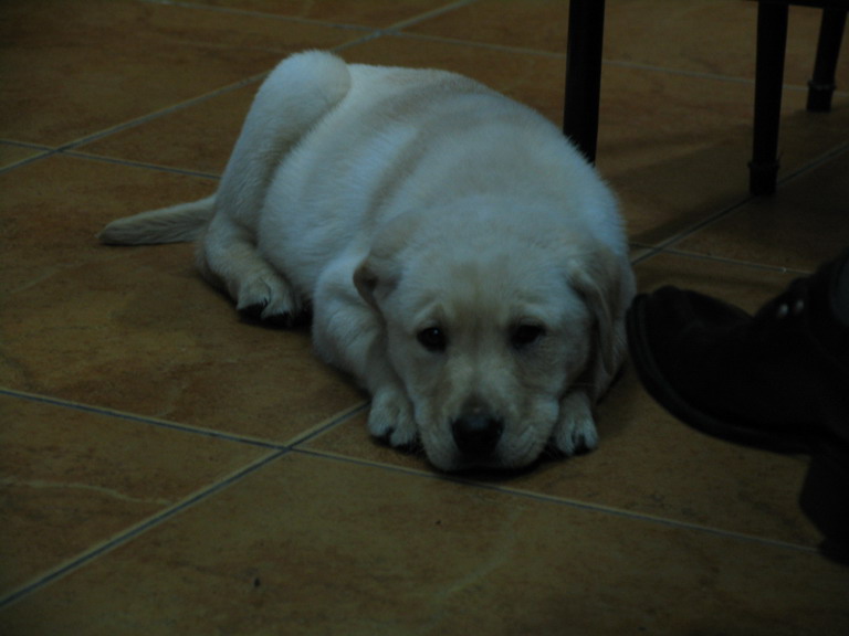 拉布拉多肥胖的原因及其危害