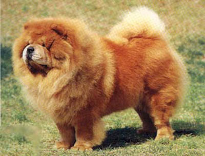 秋季需预防宠物犬感冒生病