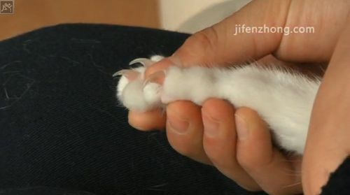 怎样给淘气的猫咪剪指甲